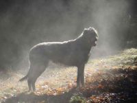 dogs in the mist 12-15 021