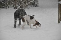 dogs in snow 1-17 005