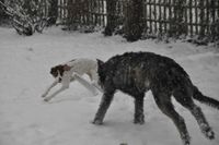 dogs in snow 1-17 037