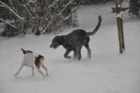 dogs in snow 1-17 039