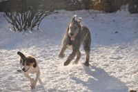 dogs in snow 1-17 068
